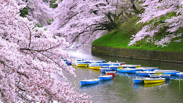 一排排的船漂浮在护城河上，周围是盛开的樱花。视频素材