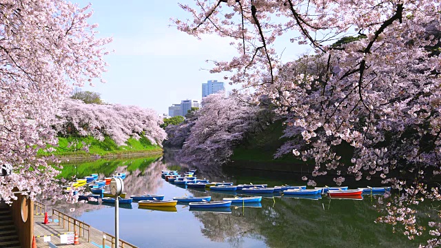 清晨，千鸟福口的樱花环绕在安静的护城河上，一排排的船只漂浮在上面。视频素材
