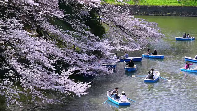 镜头捕捉到人们在千鸟渊护城河上划船，周围是樱花。视频素材