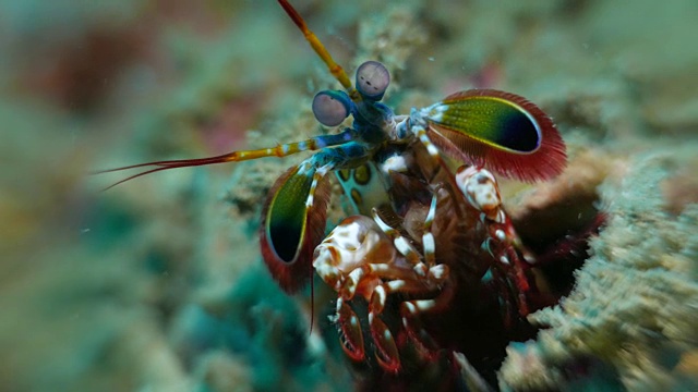 螳螂虾海底视频下载