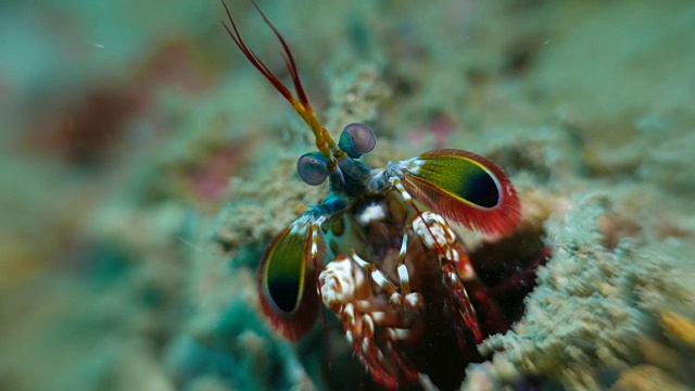 在珊瑚礁的螳螂虾视频下载