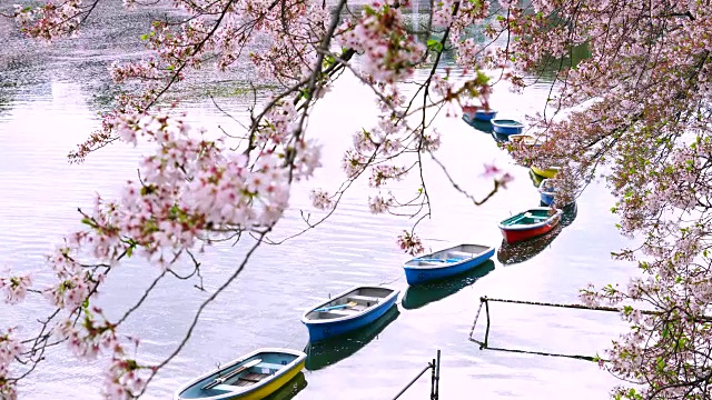 在樱花树下的千鸟渊护城河上，一排一排的小船。视频素材