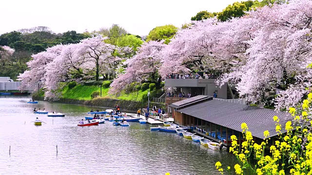 千鸟渊护城河的船屋周围是一排排的樱花树。护城河后面可以看到东京高速公路。视频素材