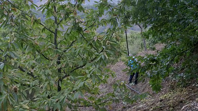 在西班牙安达卢西亚，WS栗子在收割期间从树上掉下来视频下载