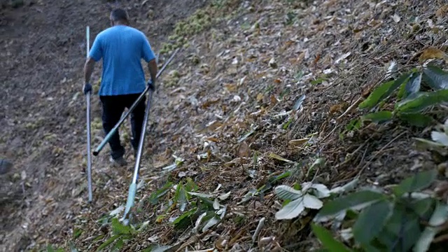 西班牙安达卢西亚，一名男子正在搬运栗子收割工具视频素材