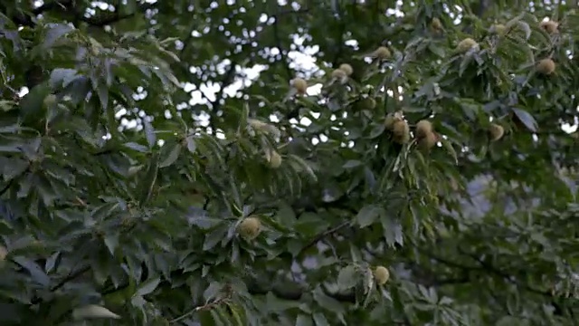 近距离的人使用长杆敲栗子从树上而收获在安达卢西亚，西班牙视频素材