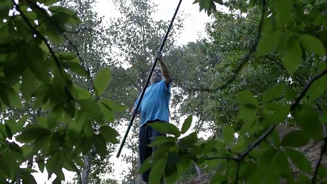 西班牙安达卢西亚的栗子收割视频素材