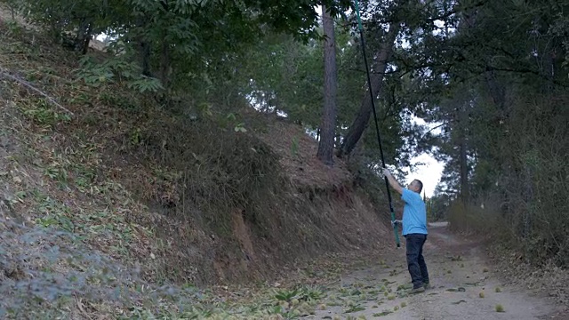 西班牙安达卢西亚的农民用长杆收割栗子视频下载