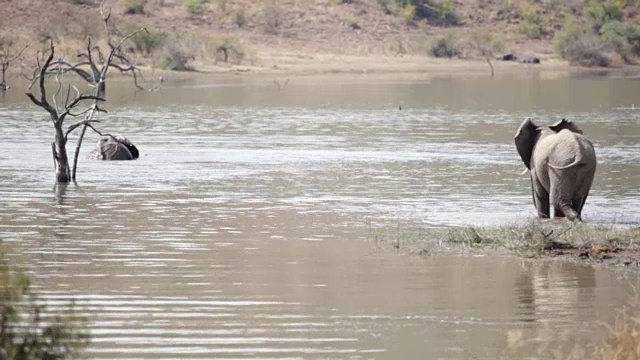 南非，一头非洲象在水里游泳，而另一头则在一旁待命视频下载