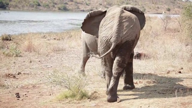 南非水边的两头非洲象视频下载