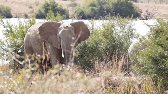 南非水边的两头非洲象视频下载