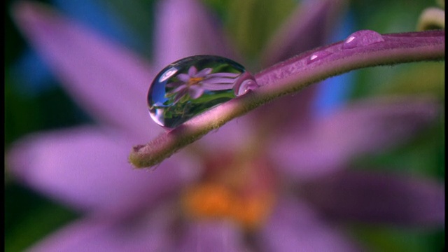 关闭时间推移水滴形成在茎与花开放在背景/花反映在水滴视频素材