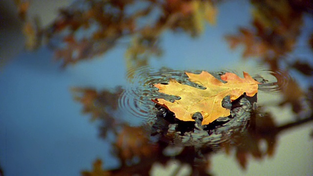 慢镜头近景:秋叶飘落在静止的水面上，倒影着树枝视频素材