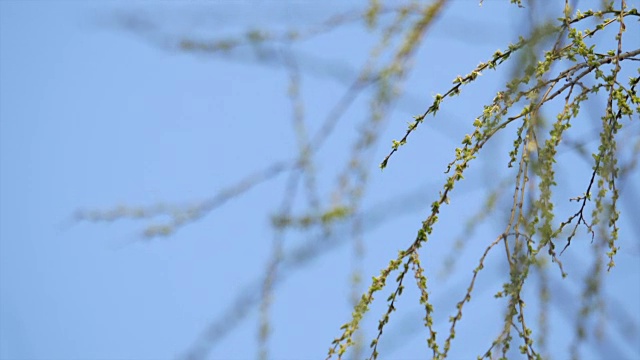 柳枝在春天的季节视频下载