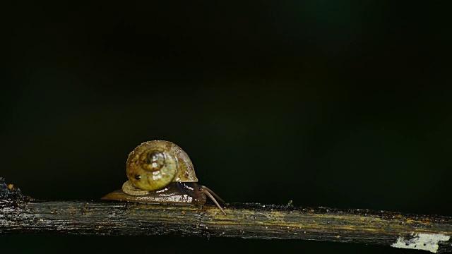 在雨林的树枝上行走的蜗牛。视频下载