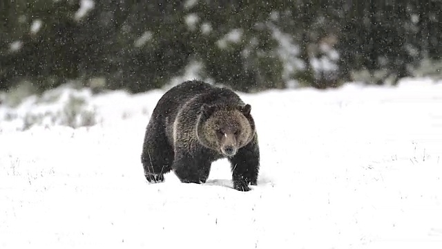 WS/MS拍摄到一只灰熊(Ursus arctos horribilis)穿过刚刚落下的雪走进相机视频素材