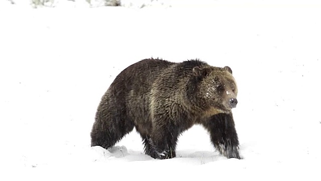 MS/SLOMO拍摄到一只灰熊(Ursus arctos horribilis)穿过刚刚落下的雪走进相机视频素材