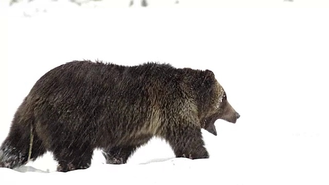 MS/SLOMO拍摄到一只灰熊(Ursus arctos horribilis)走过刚刚落下的雪视频素材