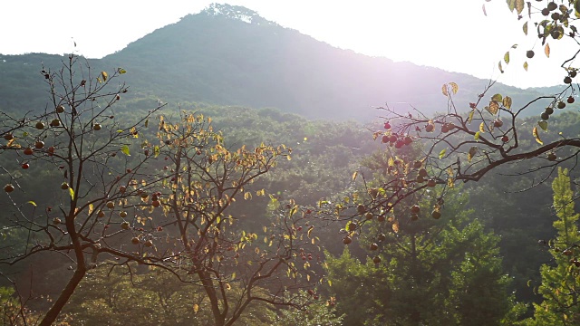 柿子树在Seonunsan山拍摄视频下载