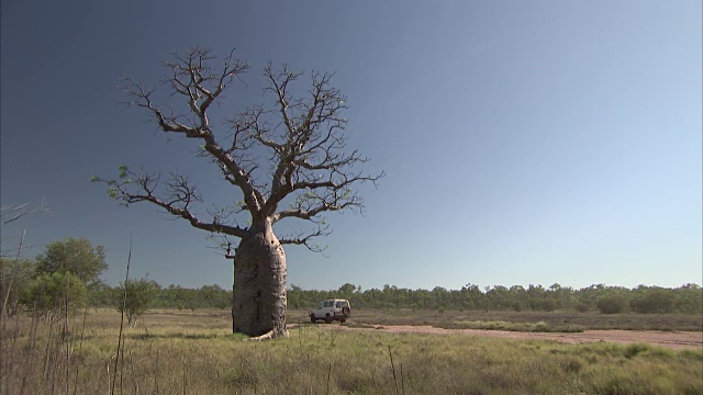 大树和白色4x4驾驶过去的广泛镜头视频素材