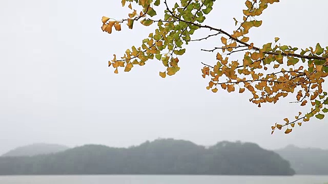 拍摄的银杏树河附近的雾天视频素材
