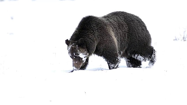 MS拍摄到一只灰熊(Ursus arctos horribilis)穿过刚刚落下的雪走进相机视频素材