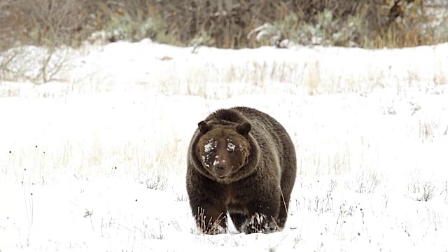 MS/SLOMO拍摄到一只灰熊(Ursus arctos horribilis)穿过刚刚落下的雪走进相机视频素材