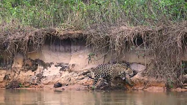 捷豹，库亚巴河，巴西潘塔纳尔视频素材