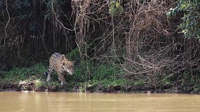 捷豹准备进攻，库亚巴河，潘塔纳尔，巴西视频下载