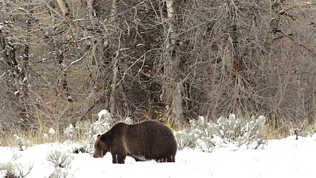 WS/SLOMO拍摄的一只灰熊(Ursus arctos horribilis)走过刚刚落下的雪视频素材