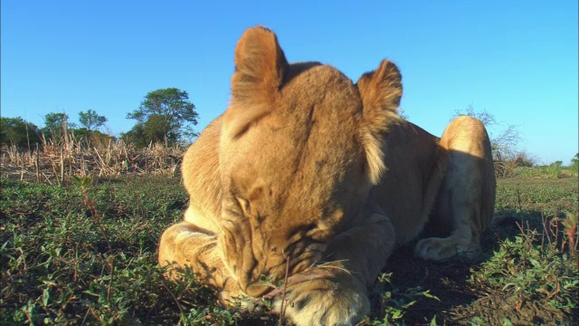 非洲母狮子坐在离相机很近的地方梳理前爪视频素材