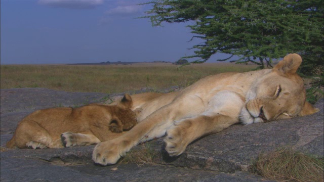 非洲狮幼崽和母狮在岩石露头上哺乳视频素材