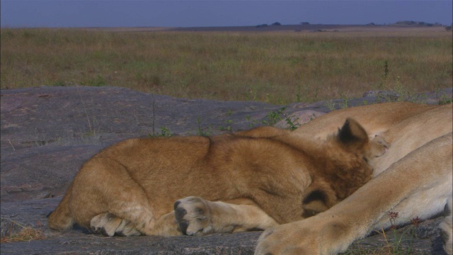 在岩石露头上哺乳的非洲狮幼崽视频素材