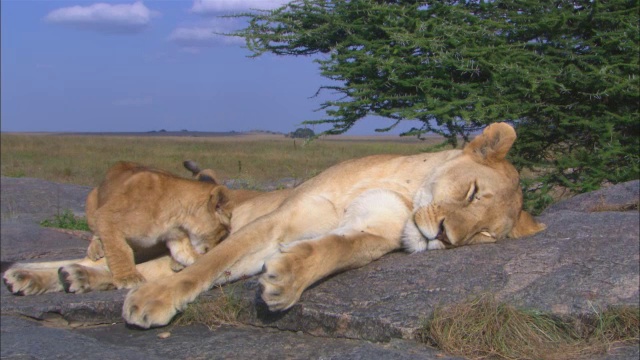 潘女士与非洲狮幼崽，因为它走过岩石露头加入母狮和哺乳视频素材