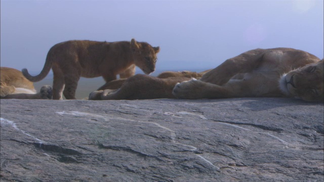 潘小姐非洲狮幼崽，它依偎在裸露的岩石上的母狮视频素材