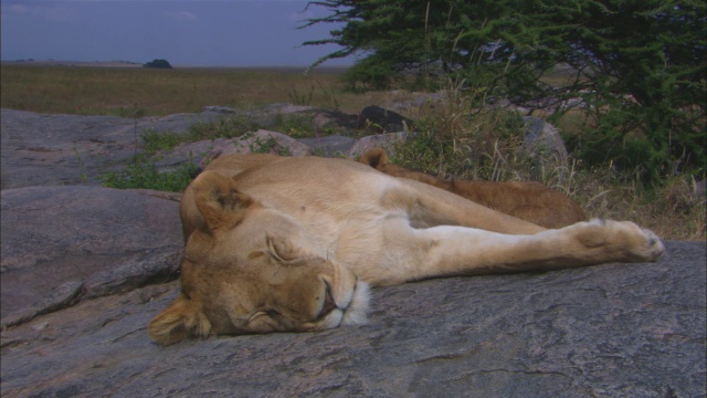 非洲母狮在岩石露头上哺乳幼崽视频素材