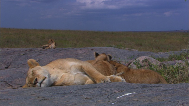 非洲母狮在岩石露头上哺乳幼仔，幼仔加入和离开视频素材