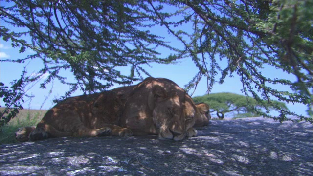 非洲母狮子躺在阴凉处的岩石露头上，幼崽就在她身边视频素材