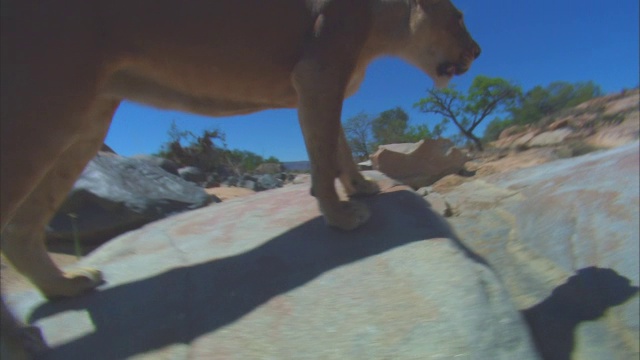一只非洲狮在岩石上行走，离相机非常近视频素材