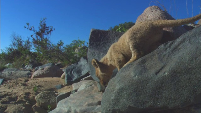 镜头前，非常年轻的非洲狮幼崽爬过岩石视频素材