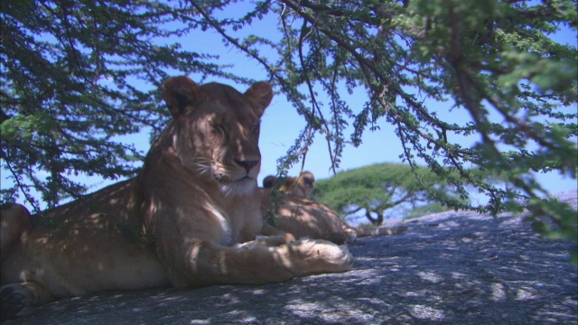 非洲母狮和幼崽坐在岩石露头的阴凉处视频素材