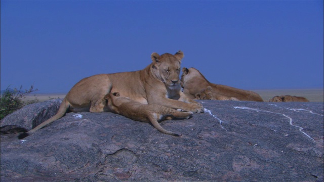 非洲母狮和幼崽坐在岩石露头上，一只幼崽向母狮致意，试图哺乳视频素材