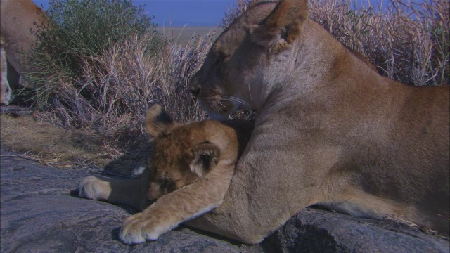 一只非洲母狮坐在一块露出地面的岩石上，它的幼崽依偎在它的两爪之间视频素材