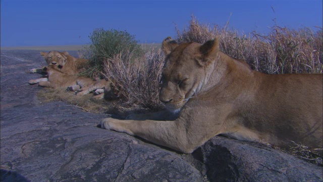 非洲母狮与幼仔坐在岩石露头，迎接第二个幼仔视频素材