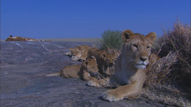 非洲母狮与幼仔坐在岩石露头加入第二个幼仔视频素材