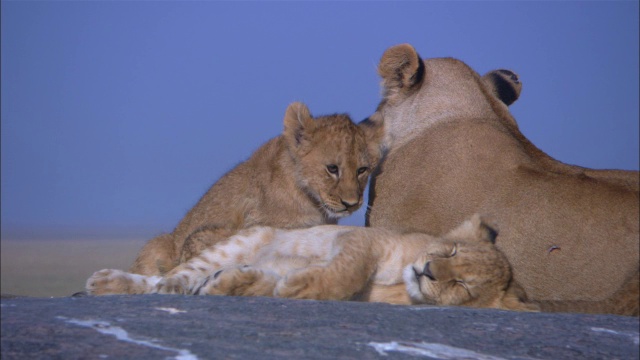 非洲母狮子与幼崽幸福地睡在岩石露头上视频素材