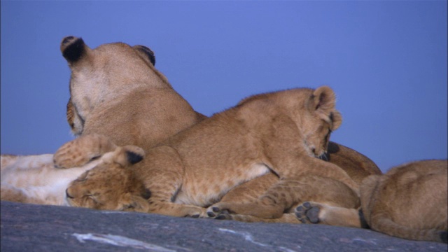 非洲母狮和幼崽在岩石露头上玩耍和睡觉视频素材