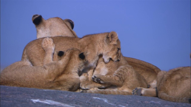非洲母狮和幼崽在岩石露头上玩耍视频素材