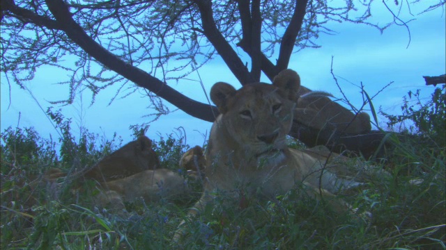 一群非洲狮和幼崽在树下休息和躺下视频素材