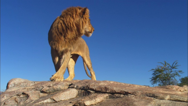 雄性非洲狮站在岩石上，环顾四周，然后走开了视频下载